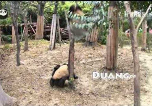 Playful Pandas Get a Fright