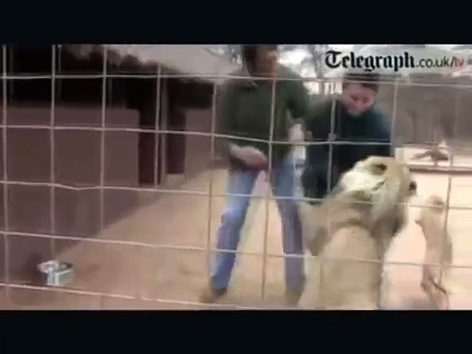 Lion attack the guy Real