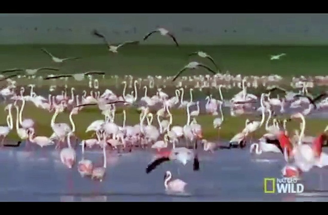 FOX PRAY - NATURE VIDEO -