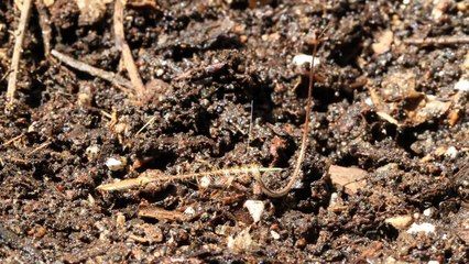 La graine de l'Erodium se plante toute seule