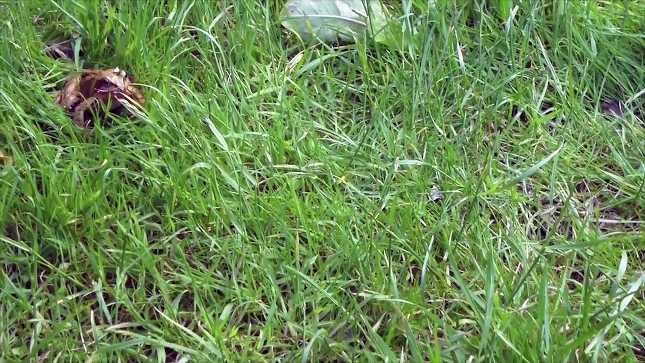 Frog