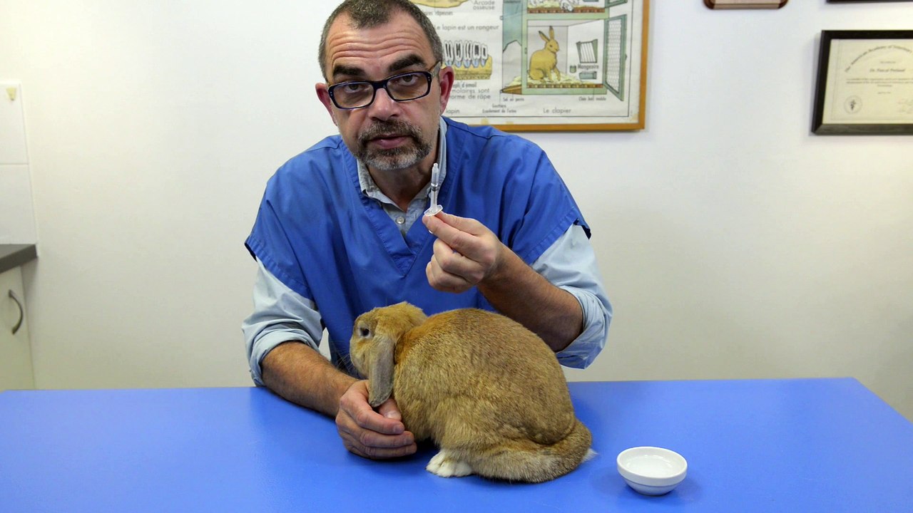 Faire avaler un médicament à un lapin