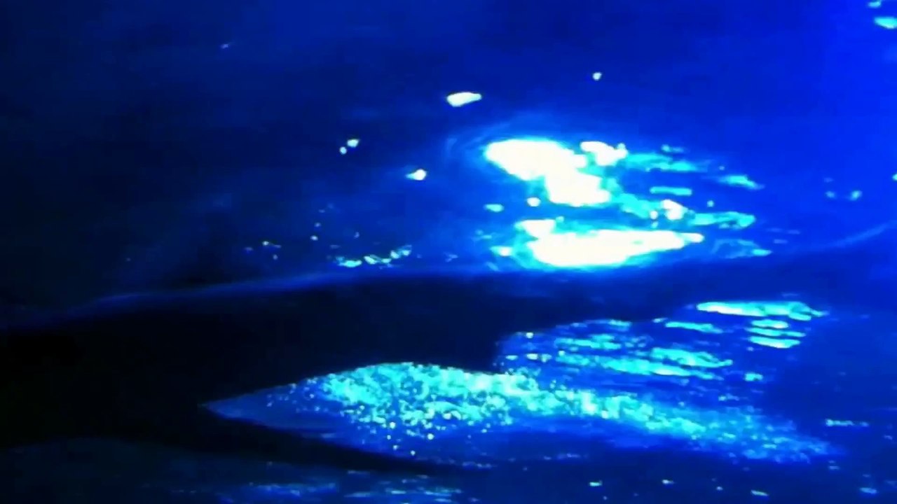 Underwater World Part 19
