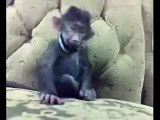 Maymun Gülüşü İzle Çok Komik