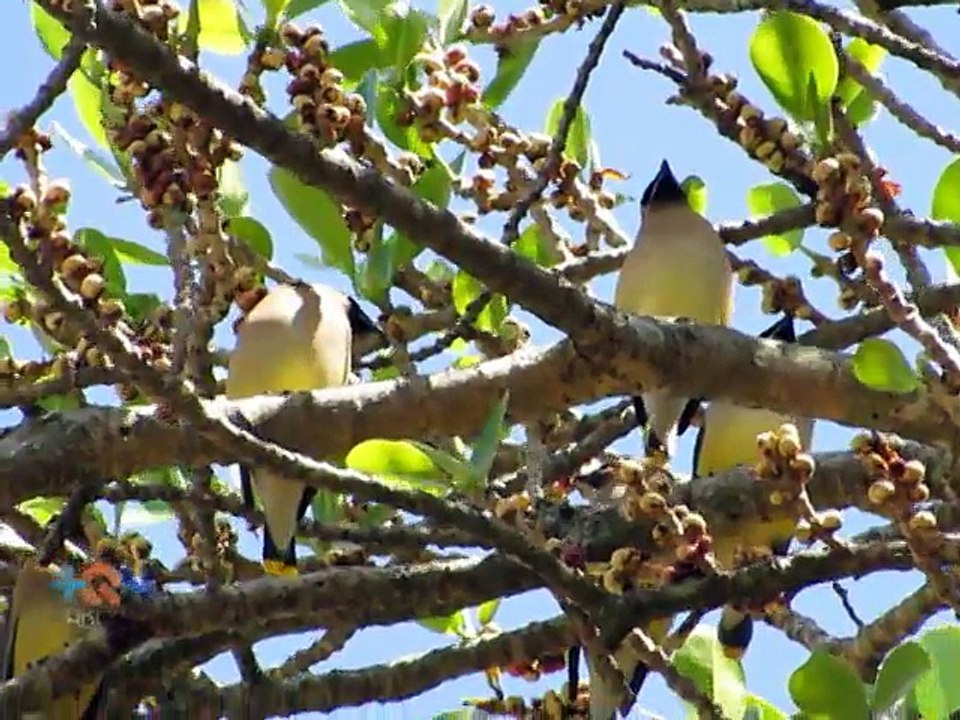 Una de las aves más hermosas del mundo está de visita en Costa Rica
