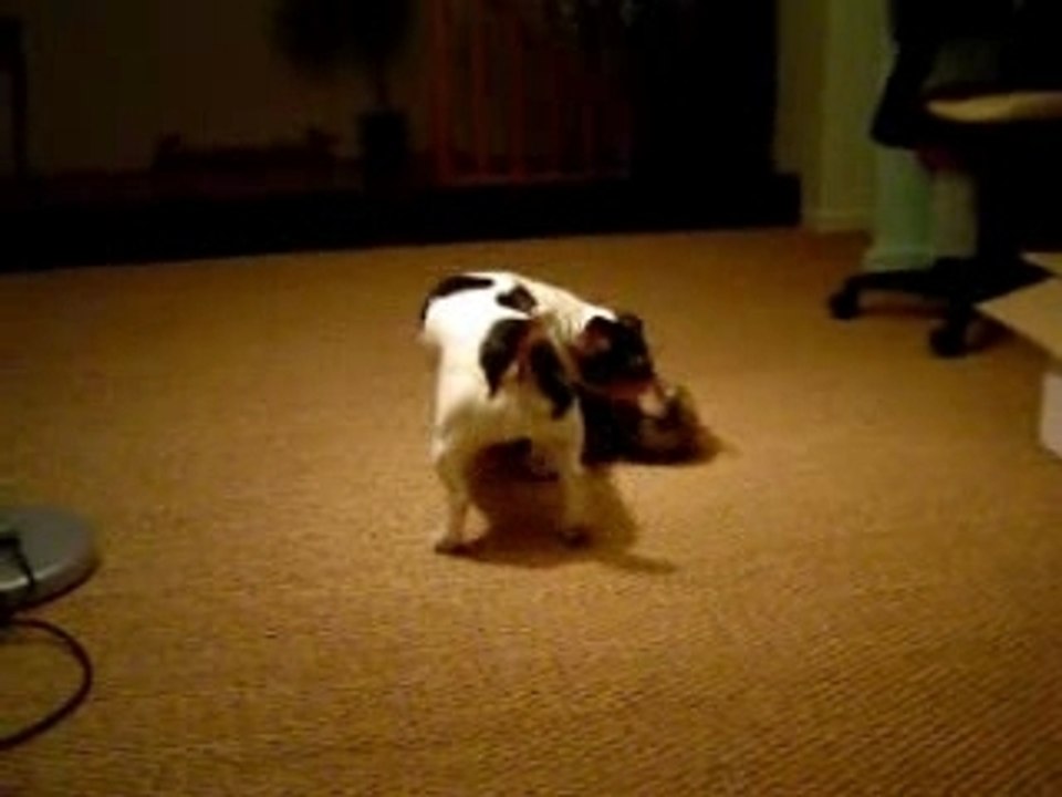 Patsy Vs. Marmottux