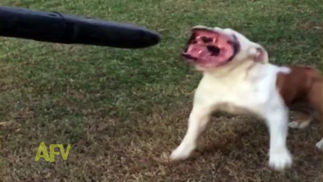 Bulldog vs Souffleur de feuilles