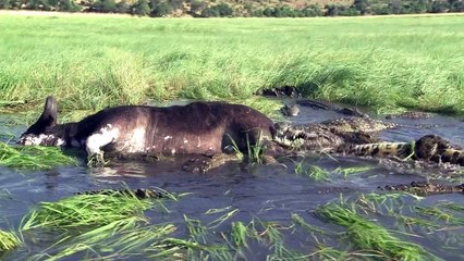 La faune du Botswana menacée par le trafic illégal