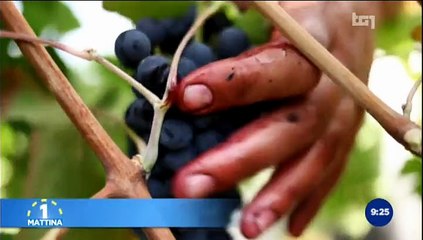 Margherita Basso a Vinitaly 2015