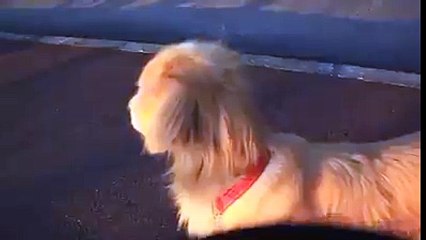 Dog thinks he is an ambulance!