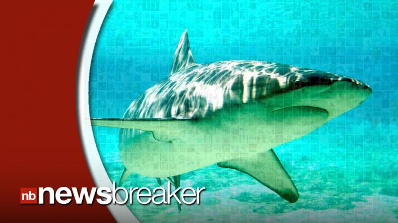 Open Feeding Frenzy! Hundreds of Sharks Spotted Off U.S. Coast!