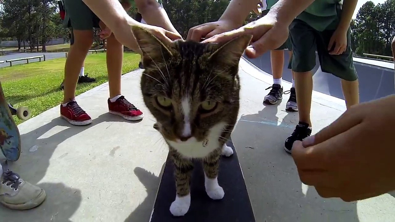 Didga the Skateboarding Cat