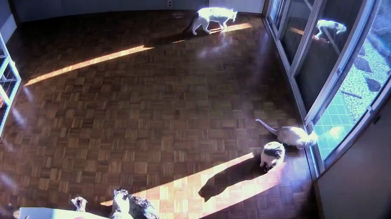 Sun Lover cats