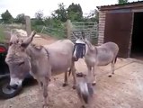 These goats love jumping around on donkeys for some reason!
