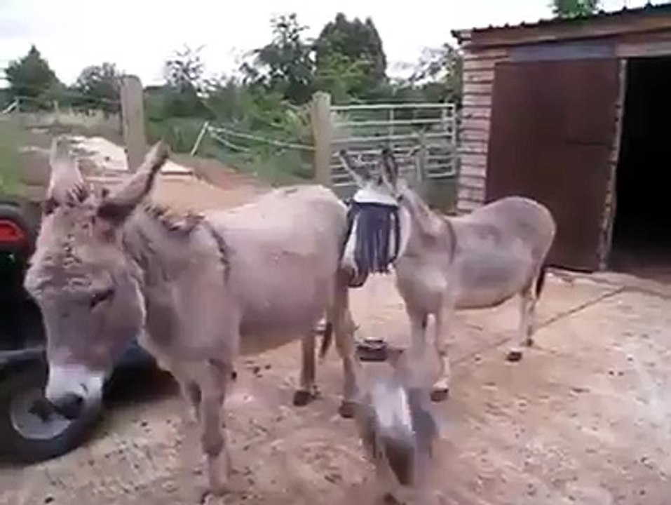 These goats love jumping around on donkeys for some reason!