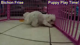 Bichon Frise, Puppies, For, Sale, In, Lexington, County, Kentucky, KY, Bowling Green, Owensboro, Cov