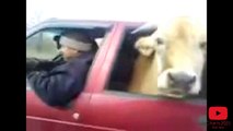 Funny Cows and Horses Riding in Car Compilation