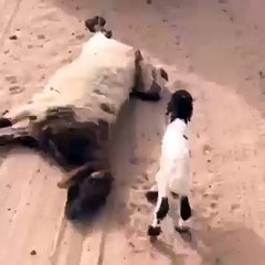 Ölen Annesinin Peşinden Koşan Minik Koyun