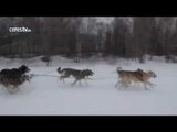 La gran carrera de trineos tirados por perros Beringia arranca en Kamchatka