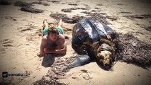 Dead sperm whale explodes after falling from crane