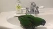 Green-Feathered Macaw Prepares to Star in His First Thriller