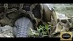 Animal attack crocodile attack anaconda,, dangerious fight wild NEW@croos
