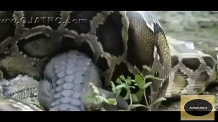 Animal attack crocodile attack anaconda,, dangerious fight wild NEW@croos