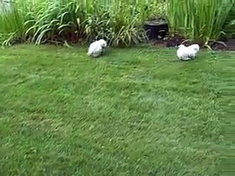 BICHON FRISE PUPPIES 2 months old