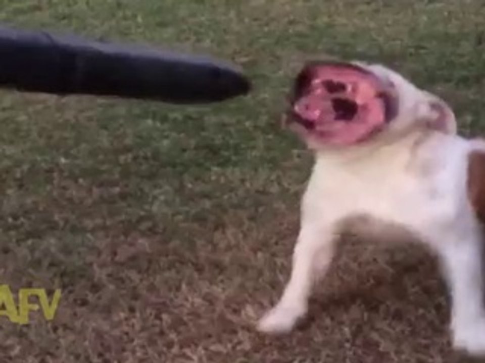 Bulldog vs Souffleur de feuilles : un monstre!!!