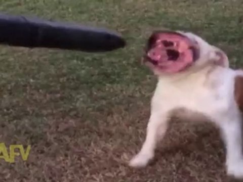 Bulldog vs Souffleur de feuilles : un monstre!!!