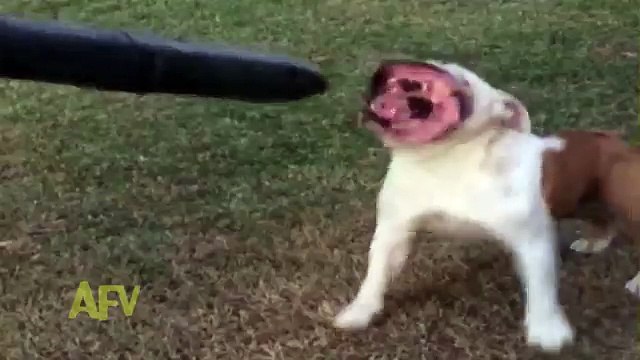 Leaf blower transforms dog into monster!