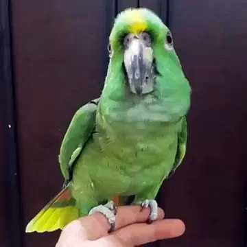 Parrot Recites Kalima Amazing
