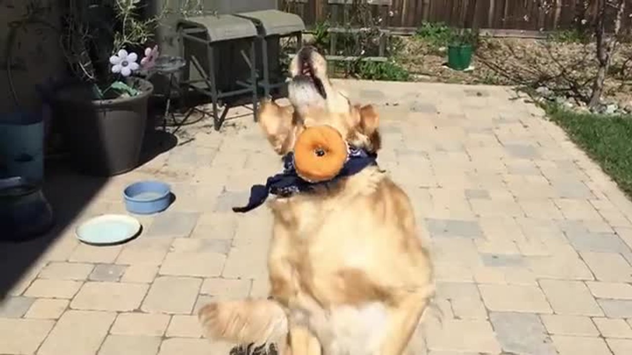 Ce Golden Retriever est le plus mauvais du monde pour attraper de la nourriture