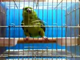 Parrot Reciting Quran Majeed