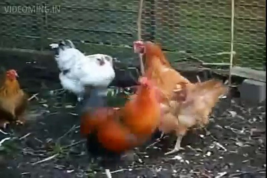 Small Accidents (Natural Funny) HD 2015