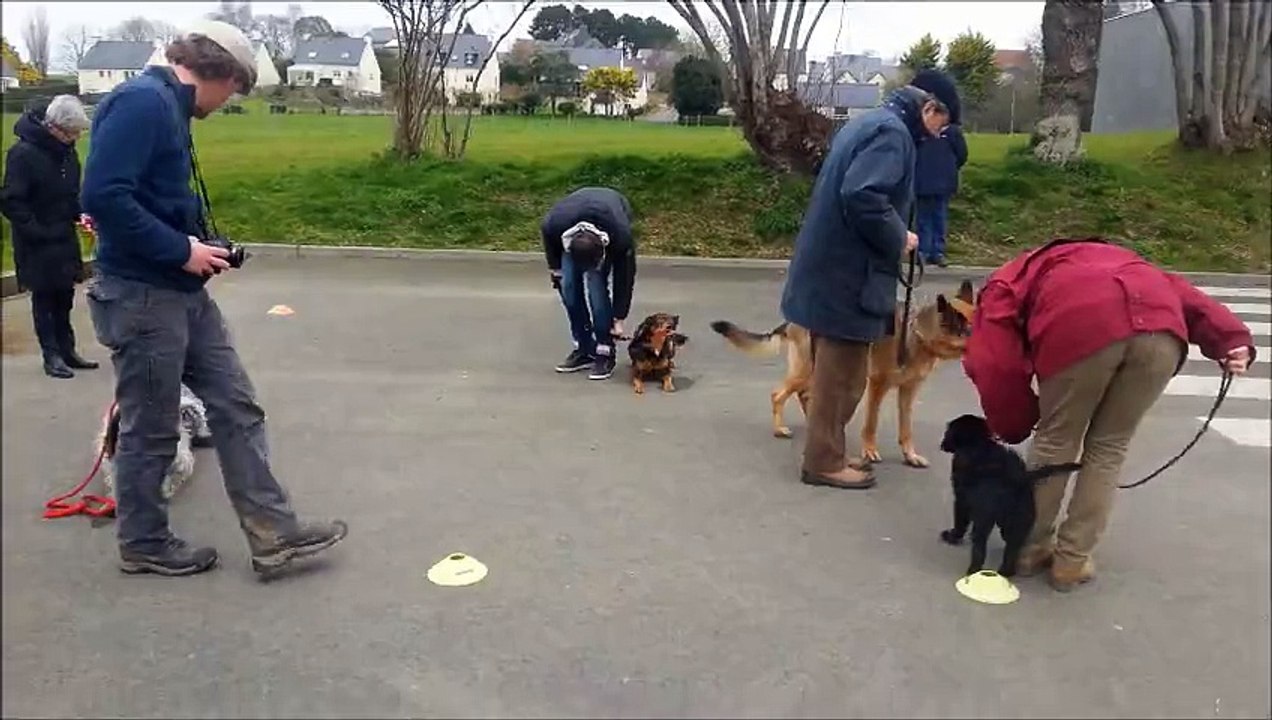 dressage plusieurs chiens