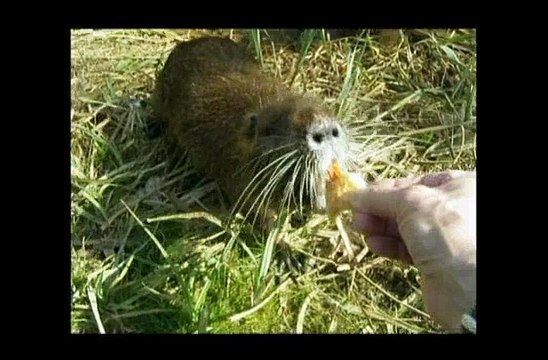 Autour du lac Vaires Torcy 1-2