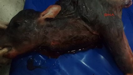 Erzurum Kalbi Boynunda Buzağı Dünyaya Geldi