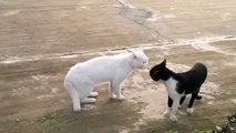 Funny Cats Fight - Bruce Lee Cats (Rissa Gatti Kung Fu)