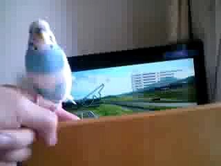 俺のセキセイインコ