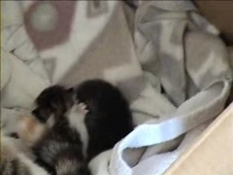 Mes mignons chatons rien qu moi