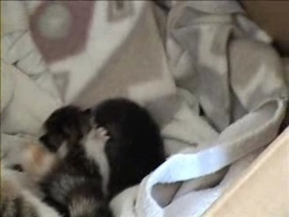 Mes mignons chatons rien qu moi