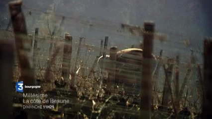 Bande-annonce Millésime : balade en Côte de Beaune