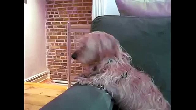 Komik videolar 2015 Hayvanlar komik videolar