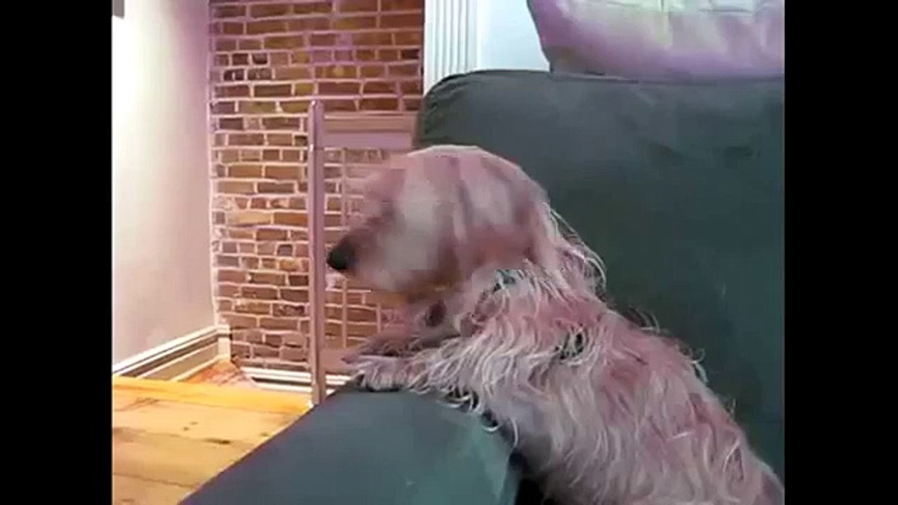 Komik videolar 2015 Hayvanlar  komik videolar