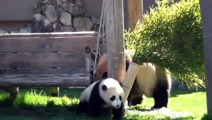 Mother Panda Wrestles With Her Cub