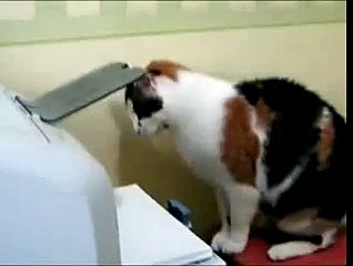 Kişi tanımadığının düşmanıdır, bu kedi gibi