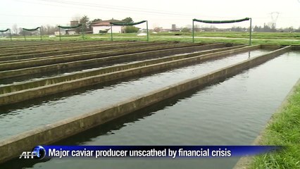 Caviar exports to Russia decline as ruble sinks