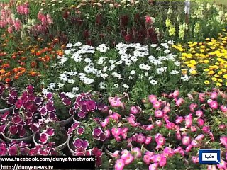 Dunya News - Spring festival held in Multan