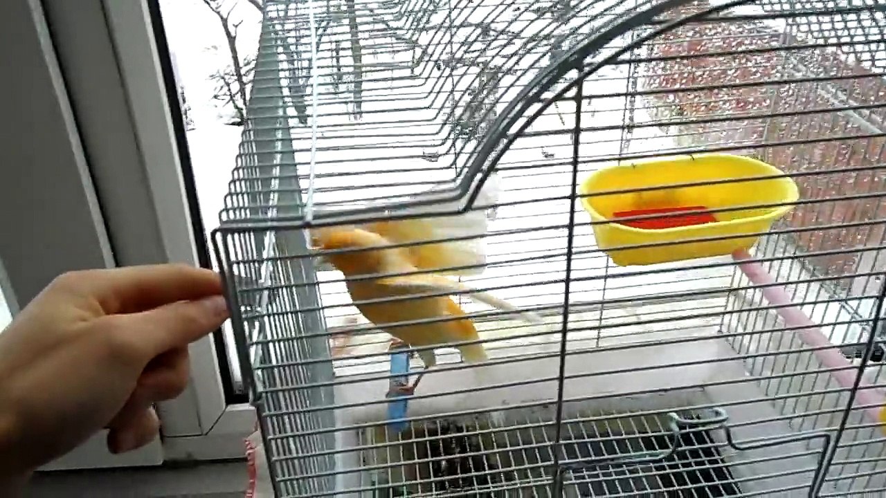 Angry canary